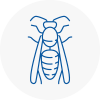 Corby Wasp Nest Removal